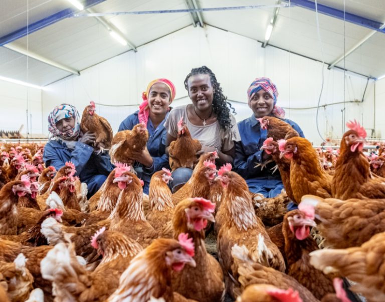 who-are-we-ethiopia-poultry